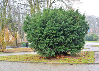 10 PACIFIC YEW Tree Taxus Baccata Brevifolia Evergreen Conifer Sun or Shade Red Ornamental Berry Native Tree Seeds